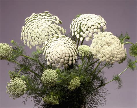 Ammi Visnaga Green Mist Muller Seeds