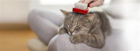 How To Help Cats With Dry And Itchy Skin Cat Skin Care