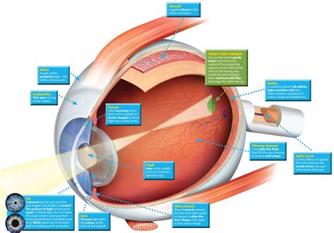 Human Eye Primary Resource National Geographic Kids