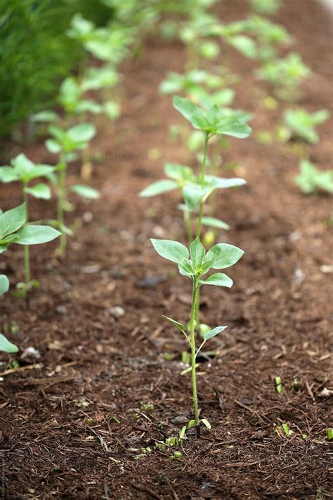 "Sunflower Plant Seedlings Growing In A Garden" by Stocksy Contributor ...