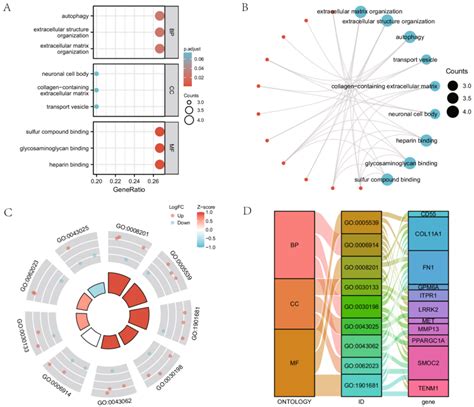 Functional Gene Ontology Go Enrichment Analysis Of Mitophagy Related