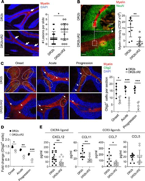 Tnfr Promotes Remyelination In Eae Passive Eae Induction By Adoptive