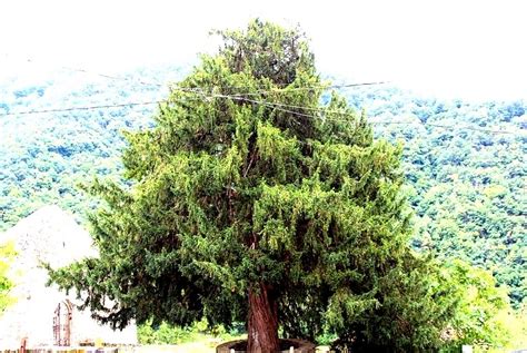 El Tejo El Nico Rbol Que Crece Al Rev S Blog De Turismo Rural