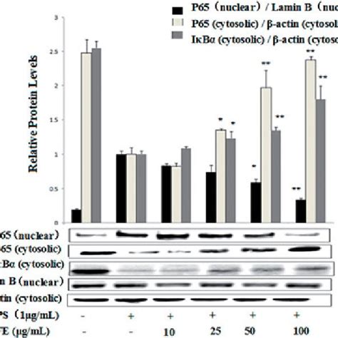 Effects Of PFE On NF JB P65 And IjBa Activity In LPS Stimulated RAW