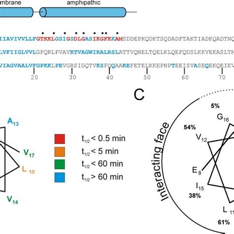 Overview Of The Strategy For Scanning Cysteine Mutagenesis And