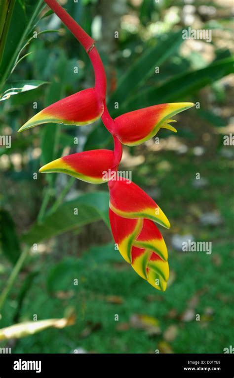 Jungle flower in Costa Rica Stock Photo - Alamy