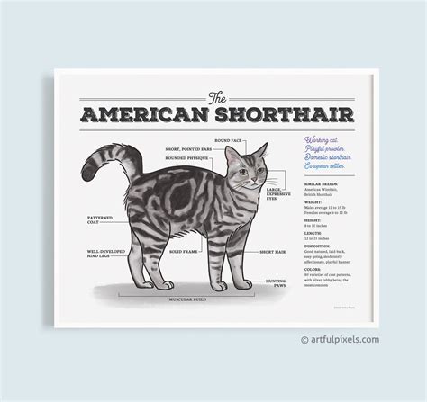 Grey Tabby Cat Art American Shorthair Cat Breed Illustration - Etsy