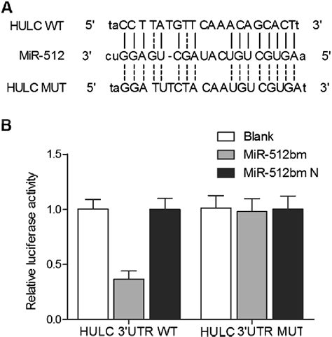 MiR 512 Negatively Regulated HULC Expression In THP 1 Cells A