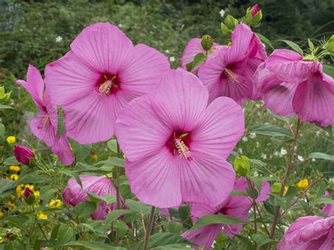 Hibiskus Bylinowy Odmiany Sadzenie Uprawa Piel Gnacja