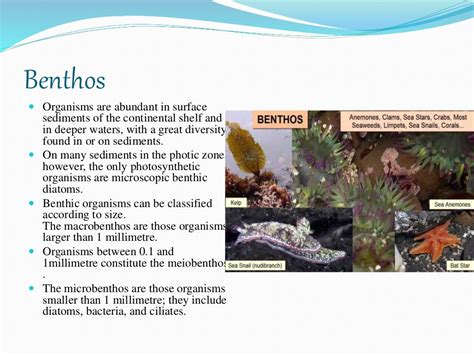 zonations of sea and ecological classification of marine biota