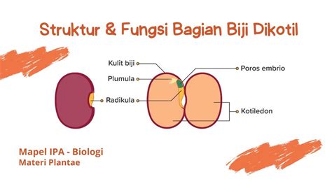 Fungsi Bagian Biji Dikotil Pada Bagian Tubuh Tumbuhan Materi Plantae