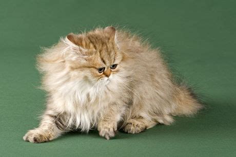 76 Cat breed persian Stock Pictures, Editorial Images and Stock Photos ...