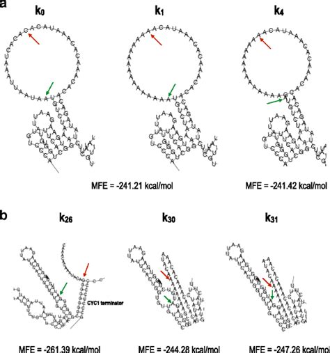 Mrna Secondary Structures A A Giant Hairpin Is Present In The Mrna