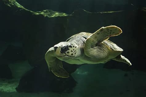 Beautiful sea turtle swimming — Stock Photo © James633 #29507301