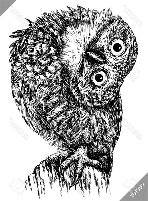 Owl Vector Black And White At Vectorified Collection Of Owl