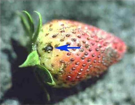 Strawberry Pests