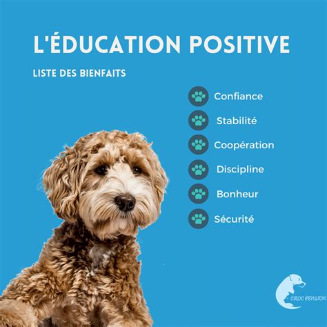 L éducation positive du chien découvrez ses principes et bienfaits