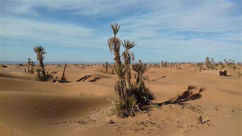 Palmier Dunes Et Oasis De L Oued Dr A Maroc Forums Routard