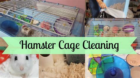 Formidable Tips About How To Clean Hamster Cage - Strangertourist2