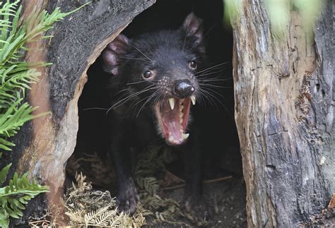 Feisty Tasmanian devils roaming Australian mainland again