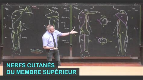 Anatomie Des Nerfs Cutan S Du Membre Sup Rieur Membre Sup Rieur