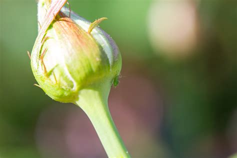 Black bean aphid - Biocontrol, Damage and Life Cycle