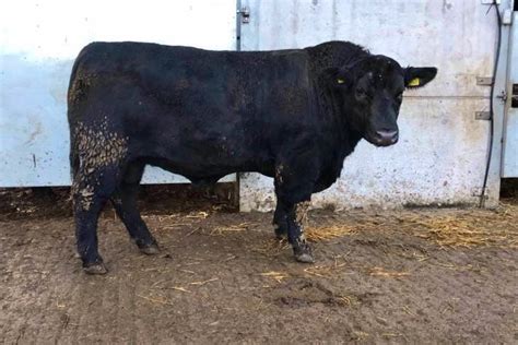 1 Aberdeen Angus Breeding Bull | SellMyLivestock - The Online Livestock ...