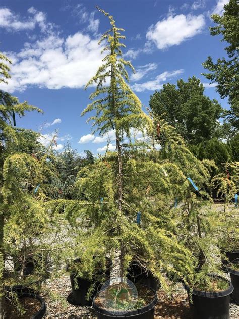 Deodar Cedar Cedrus Deodara Aurea Wells Garden Org