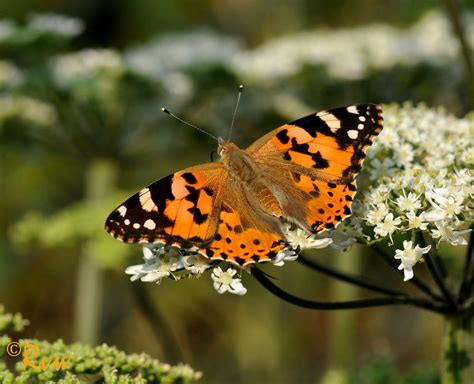 Vanessa Cardui Belle Dame Painted Lady Distelvlinder Flickr