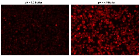 Protonex Red Se Aat Bioquest