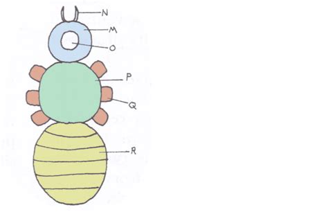 insect Diagram | Quizlet