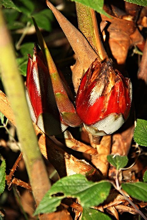 Hornstedtia Reticulata K Schum K Schum Mount Kinabalu Flickr