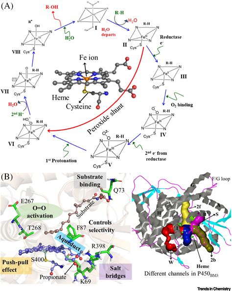 The Catalytic Cycle Of Cytochrome P A Fascinating Choreography