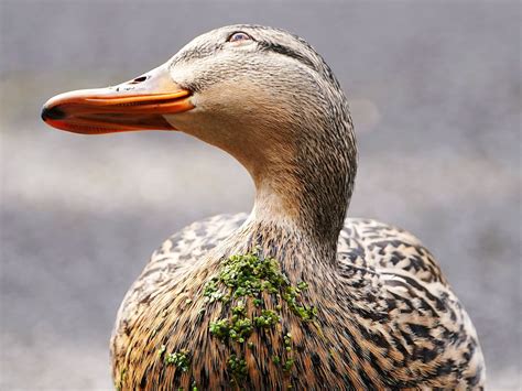 Couple threatened with foreclosure for feeding ducks near home | The