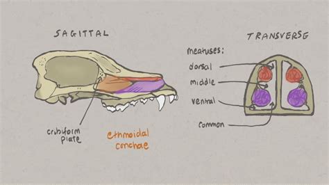 Canine Nasal Anatomy