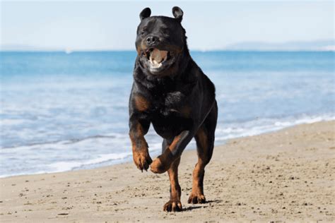 What Makes Rottweilers So Muscular? Understanding Anatomy!