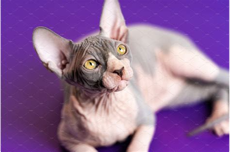 Sphynx Cat At Purple Floor Looking Animal Stock Photos Creative Market