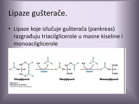 Varenje I Metabolizam Lipida Ppt