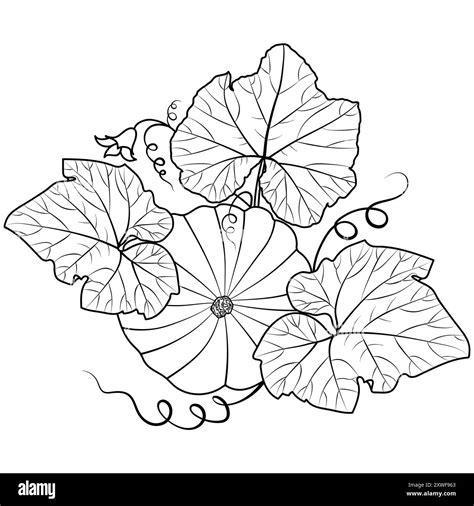 Pumpkin with leaves, vector isolated illustration. Decorative outline ...