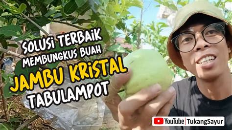 REVIEW BUAH JAMBU KRISTAL HASIL PEMBUNGKUSAN MEDIA PLASTIK DAN KERTAS