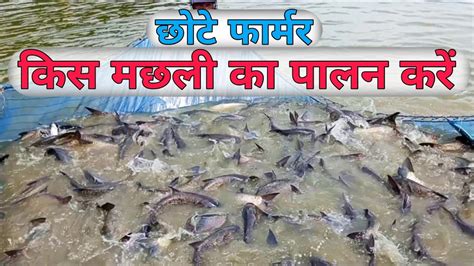 Kish Machli ka palan kare कस मछल क पलन कर multilayer fish