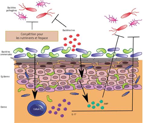 Pdf Microbiote Svt 3eme Pdf Télécharger Download