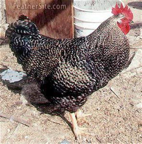 Black Sex Link Male Or Female BackYard Chickens Learn How To Raise Chickens