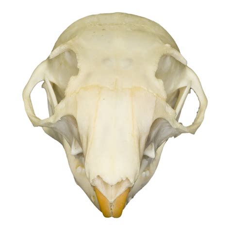 Real Tree Squirrel Skull — Skulls Unlimited International Inc