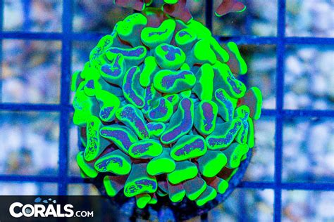 Big Branching Hammer Frag Australia Neon Toxic Corals