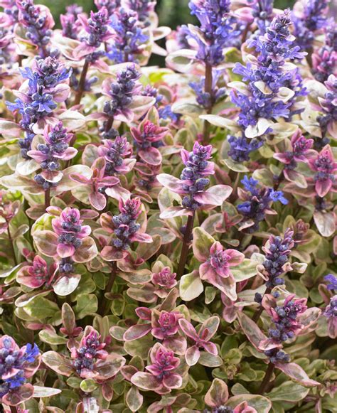 grow ajuga hayloft