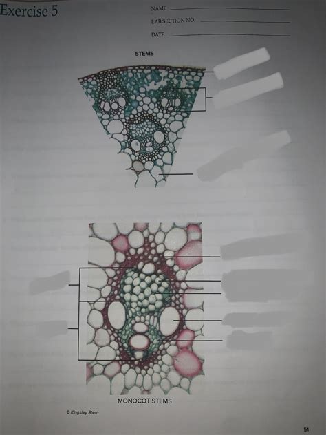 Monocot Corn Stem Labeled Diagram Quizlet