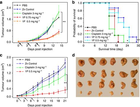 In Vivo Antitumour Activity Evaluation Of 1p A In Vivo Tumour Growth