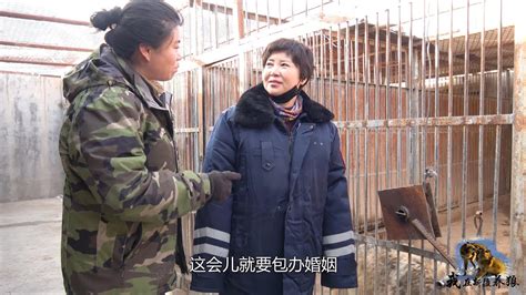 【我在新疆养狼】【养狼谷】163 为啥养狼人着急给狼找对象？养狼人说出私心，能得到大家认可吗？ Youtube