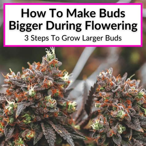 How To Make Buds Bigger During Flowering 3 Steps To Grow Larger Buds